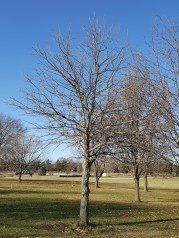 94-04-Q_bicxmuhl-W Nurs-4