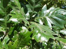 94-04-Q_bicxmuhl-W Nurs-second tree