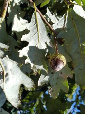 94-04-Q_bicxmuhl-W Nurs-second tree2