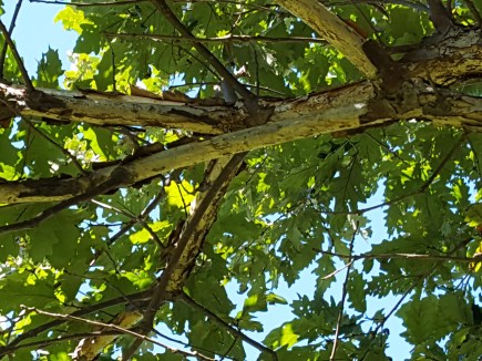 94-04-Q_bicxmuhl-W Nurs-second tree3