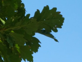 #94-07--Q_warei-NE of Nurs-3_GP