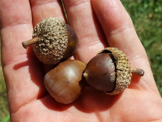 #94-07-Q_wareiNE of Nurs-4_GP