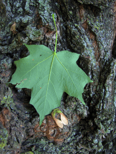 0-037 Sugar maple leaf and bark