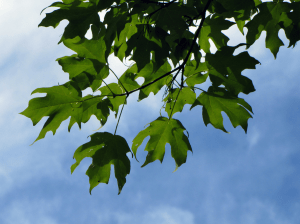 0-037 sugar maple leaves