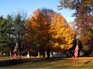 0-037 sugar maple orange leaves 2