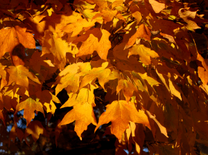 0-037 sugar maple orange leaves 3