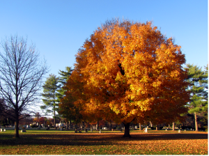 0-037 sugar maple orange leaves
