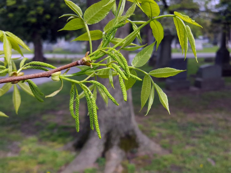 0-059_Carya_cordiformis-2-edited_GP