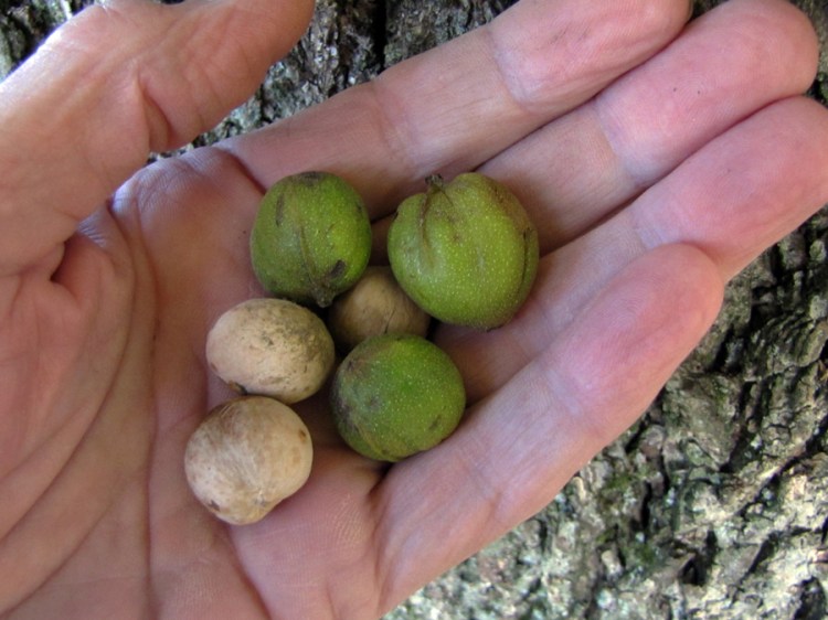 0-059_Carya_cordiformis-6_SX_edited-1