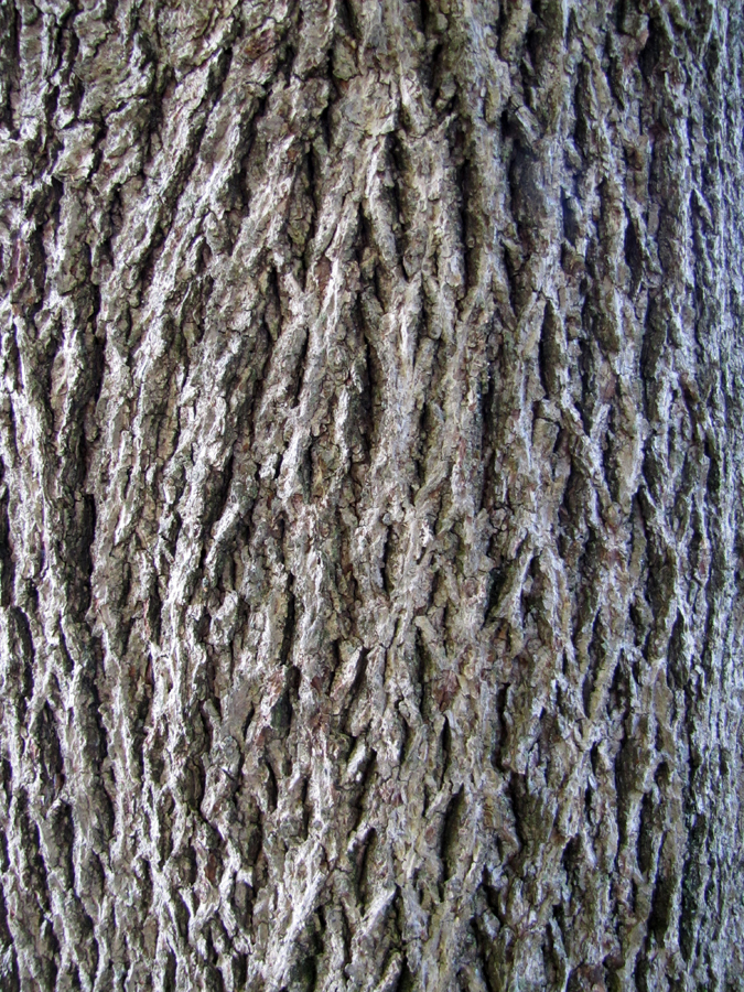 0-059_Carya_cordiformis-7_SX_edited-1