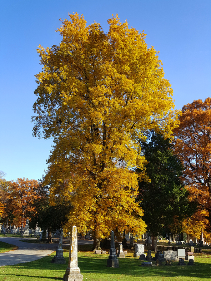 0-059_Carya_cordiformis-9_GP_edited-1