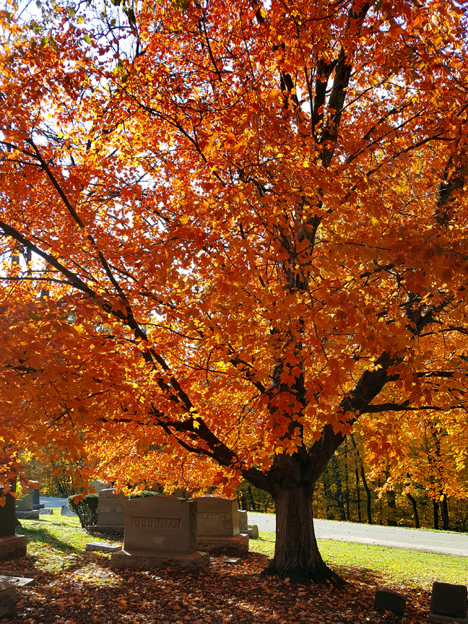 0-060-Acer_rubrum-7_GP_edited-1