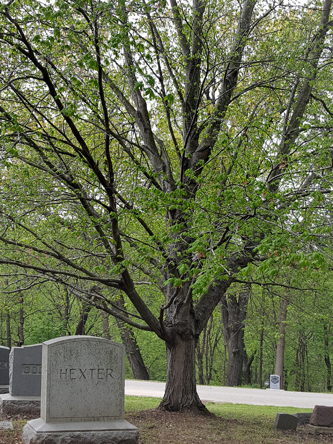 0-060-Acer_rubrum-edited-1_GP