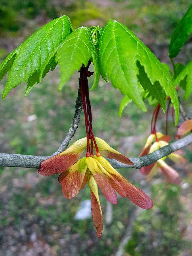 0-060-Acer_rubrum-edited-2_GP