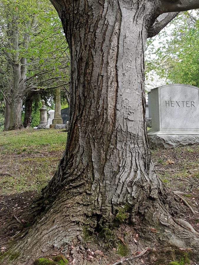 0-060-Acer_rubrum-edited-3_GP