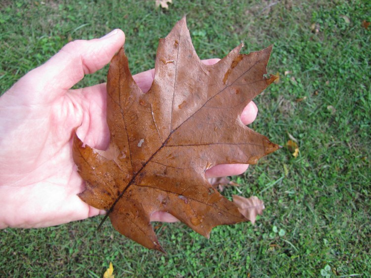 0-061-Q_xhawkinsiae-1_SX_edited-1