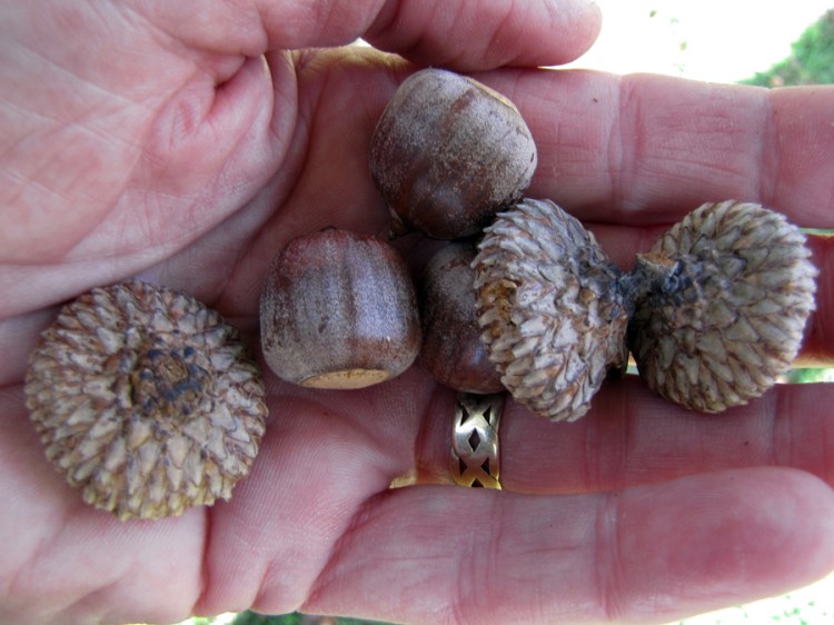 0-061-Q_xhawkinsiae-8_SX_edited-1