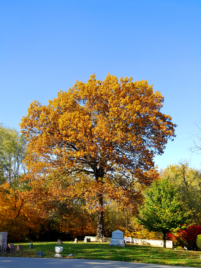 0-061-Q_xhawkinsiae-9_GP_edited-1