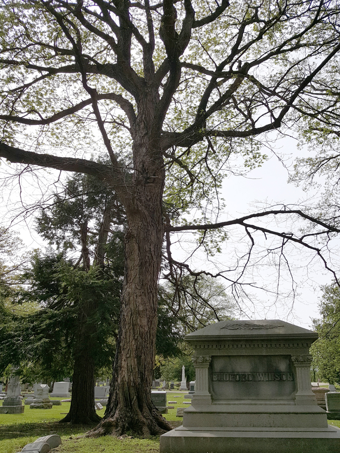 0-062-Acer_nigrum-1-edited_GP