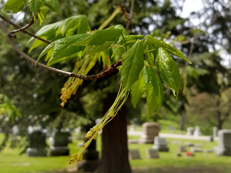 0-062-Acer_nigrum-2_GP_edited-1