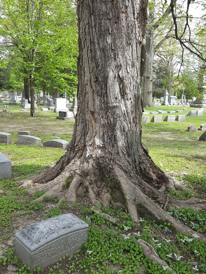 0-062-Acer_nigrum-3-edited_GP