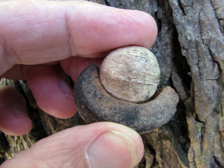 0-063-Carya_ovata-14-edited_SX