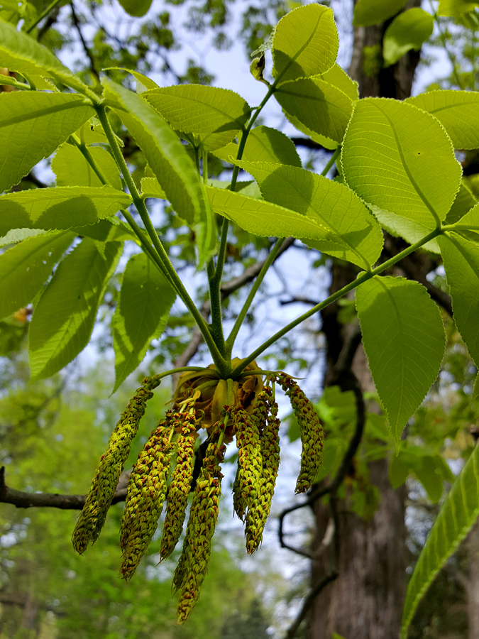0-063-Carya_ovata-4-edited_GP