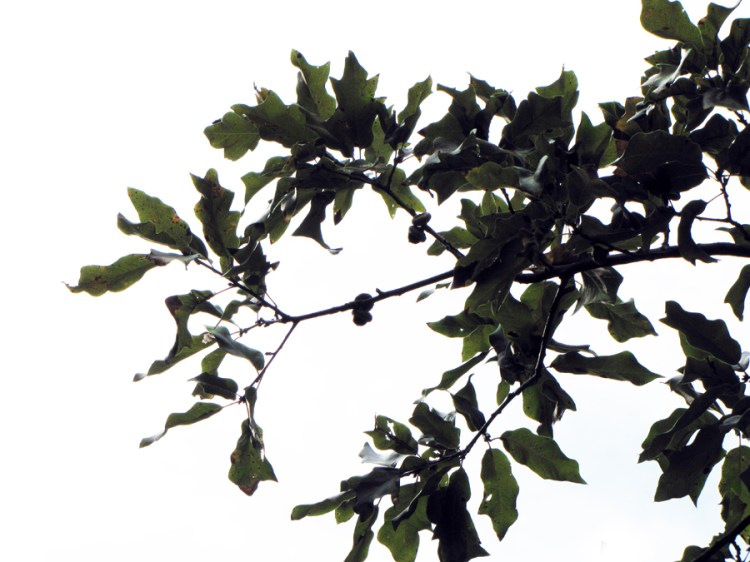 0-065-Q_xleana-4_GP_edited-1