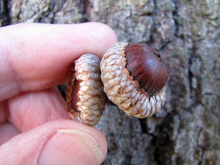 0-065-Q_xleana-6_SX_edited-1